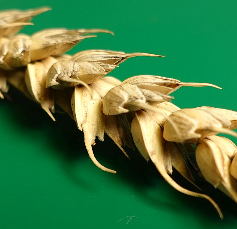 Wheat ear